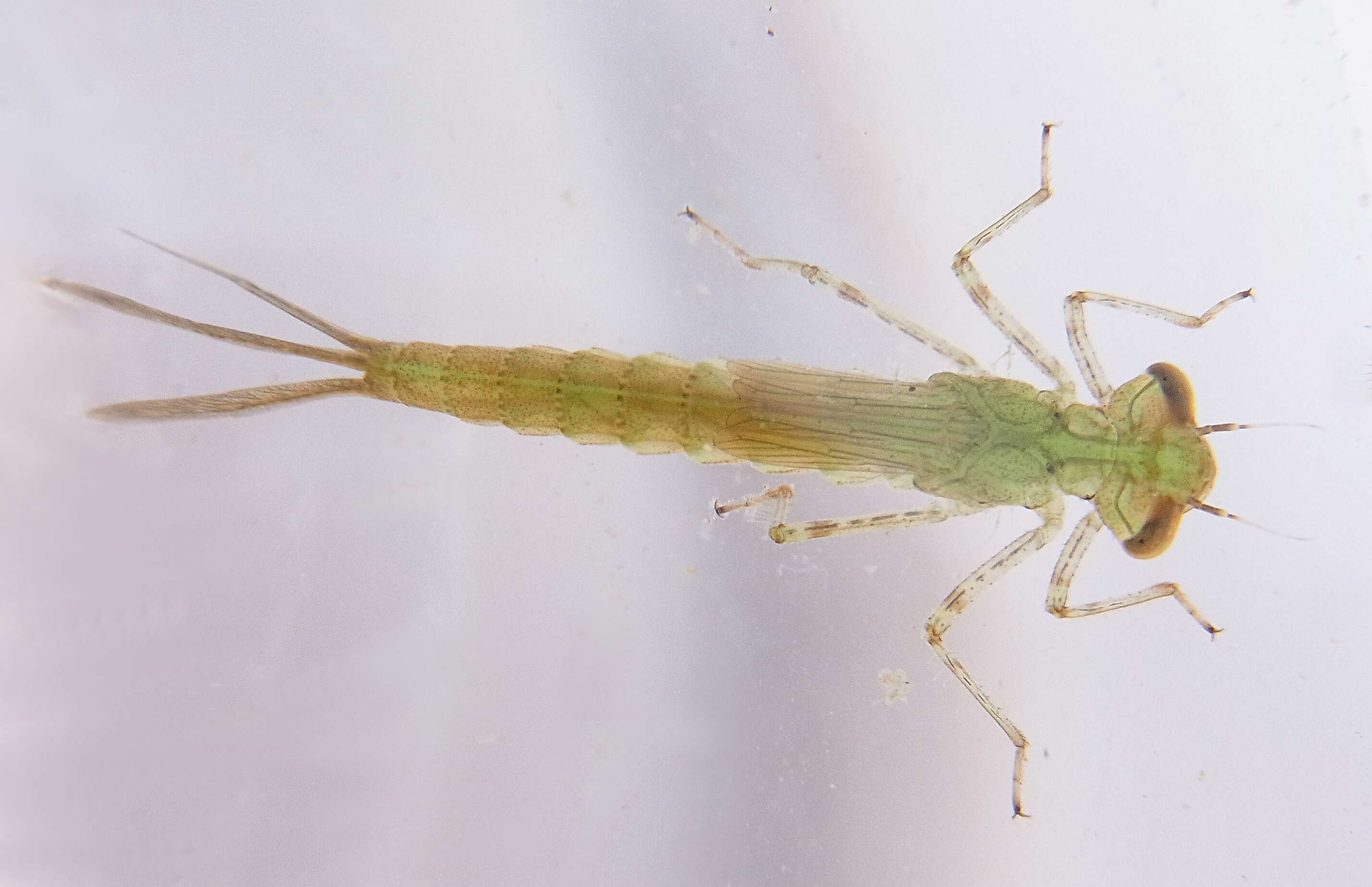 Image of Azure Bluet