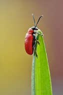 Image of Scarlet lily beetle