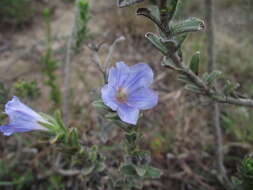 Image of Lobostemon trigonus (Thunb.) Buek