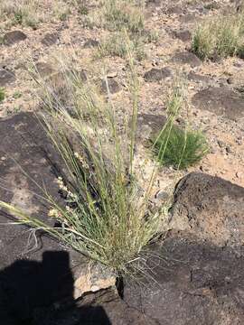 Plancia ëd Stipa neomexicana (Thurb.) Scribn.