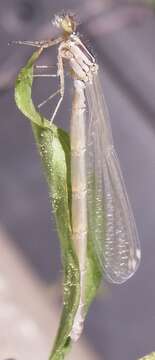 Imagem de Coenagrion puella (Linnaeus 1758)