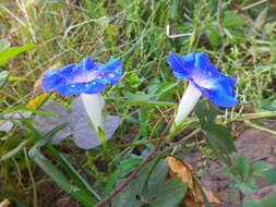 Sivun Ipomoea indica (J. Burman) Merr. kuva