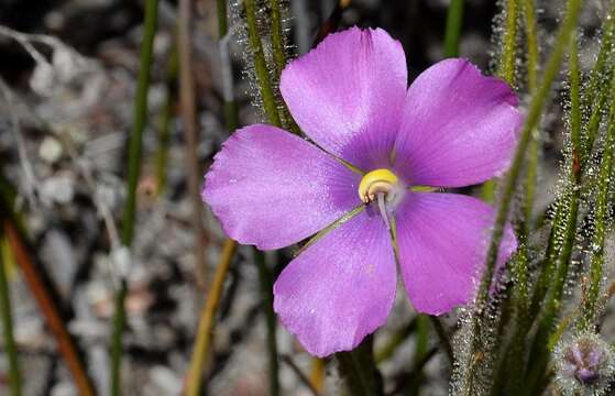 Image of rainbow plant