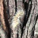 Image of Cottonwood Dagger Moth