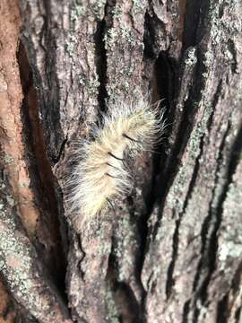 Image of Cottonwood Dagger Moth