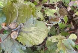 Image of Copse Snail