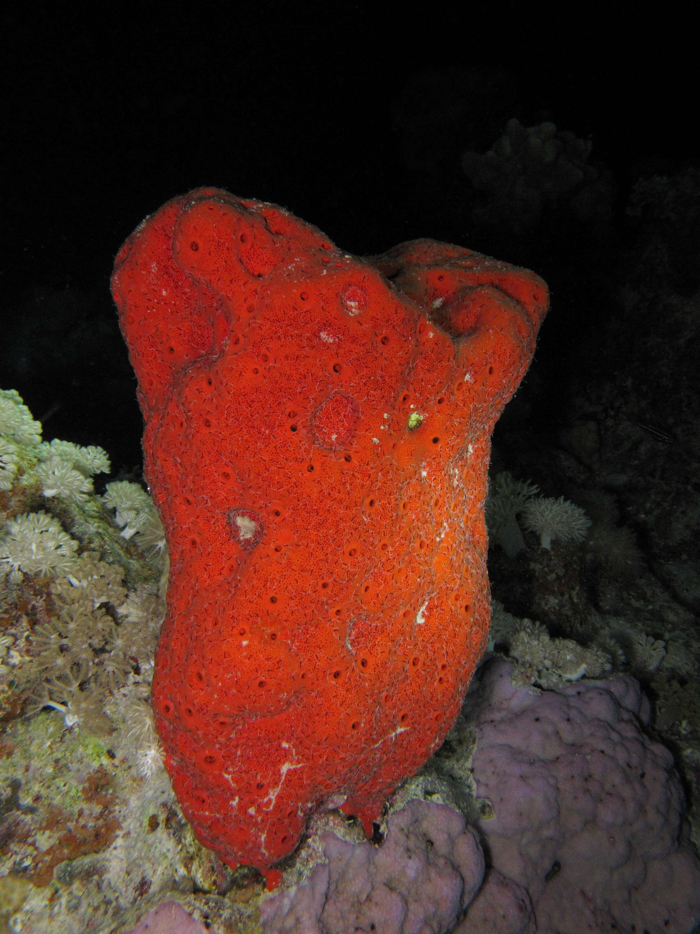 Image of boring sponge