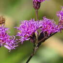 Image of Florida ironweed