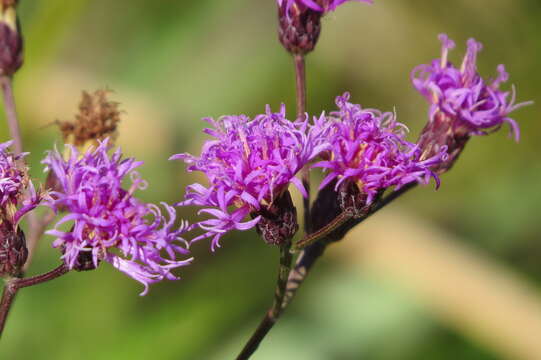 Image de Vernonia blodgettii Small