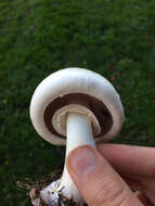 Imagem de Agaricus californicus Peck 1895