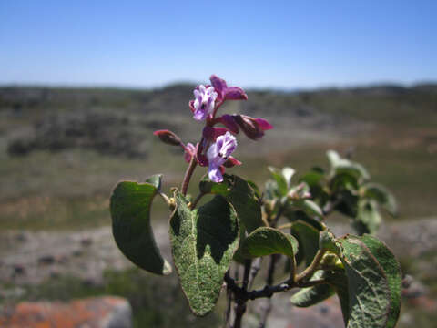 Image de Syncolostemon madagascariensis (A. J. Paton & Hedge) D. F. Otieno