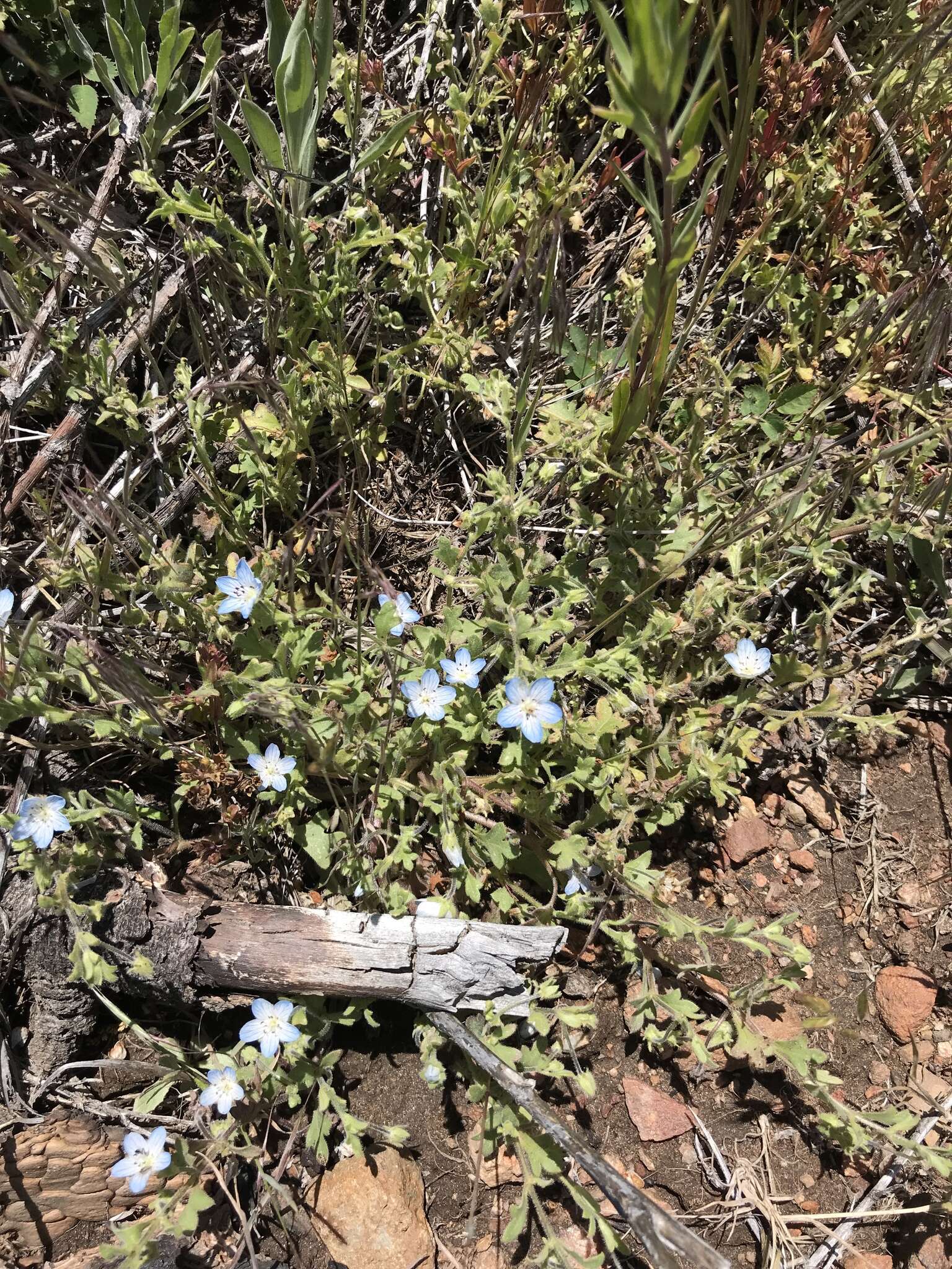 Image de Nemophila menziesii var. integrifolia Brand