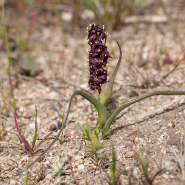 Image of Wurmbea recurva B. Nord.