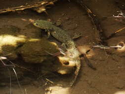 Image of Mountain Stream Siredon