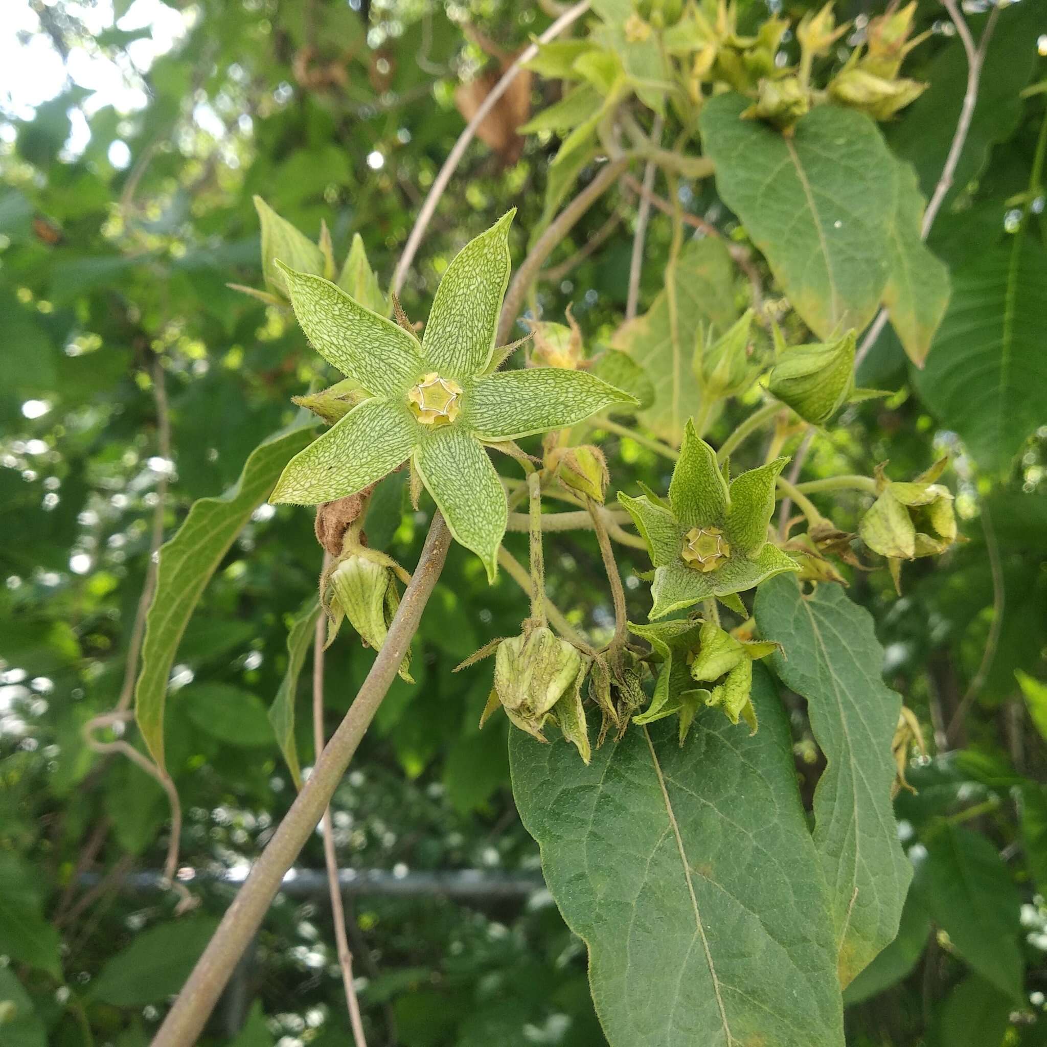 Gonolobus grandiflorus (Cav.) Schult.的圖片