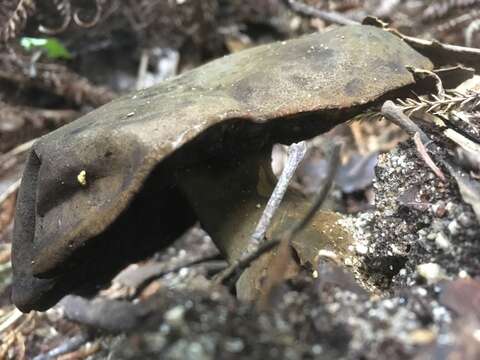 Image of Phlebopus marginatus Watling & N. M. Greg. 1988