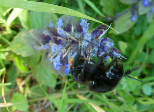 Image of Bombus rupestris (Fabricius 1793)