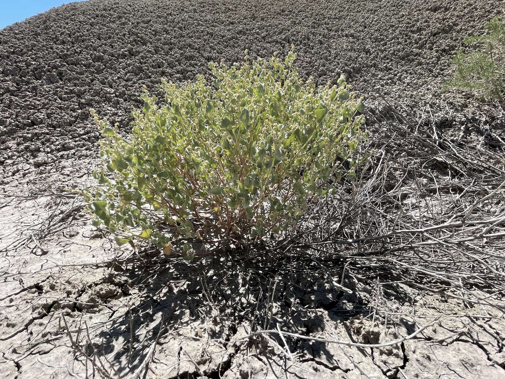 Image of sack saltbush