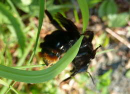 Image of Bombus rupestris (Fabricius 1793)