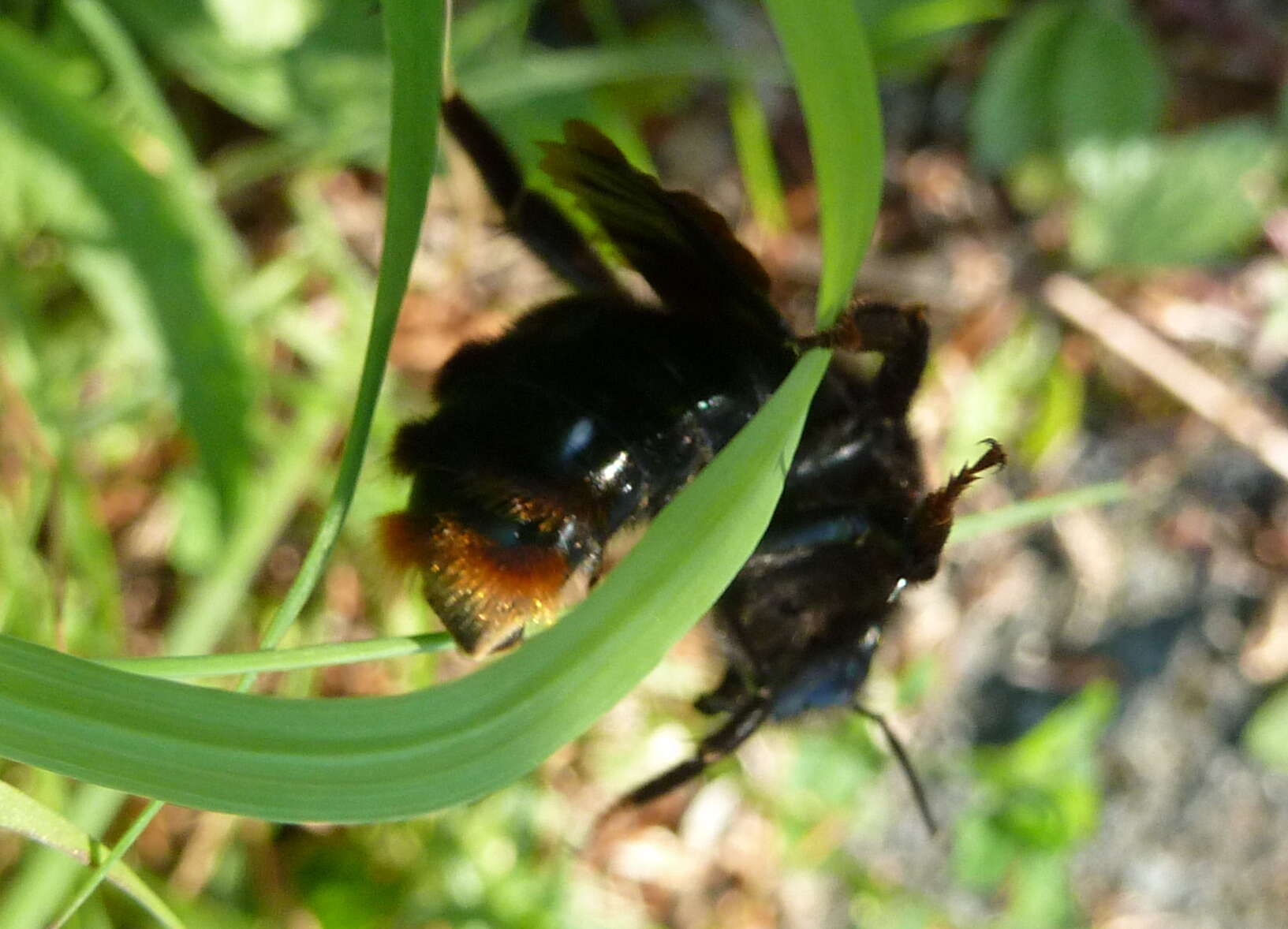 Слика од Bombus rupestris (Fabricius 1793)