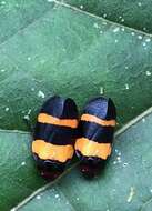 Image of Sphenorhina nigricephala Carvalho & Webb 2004