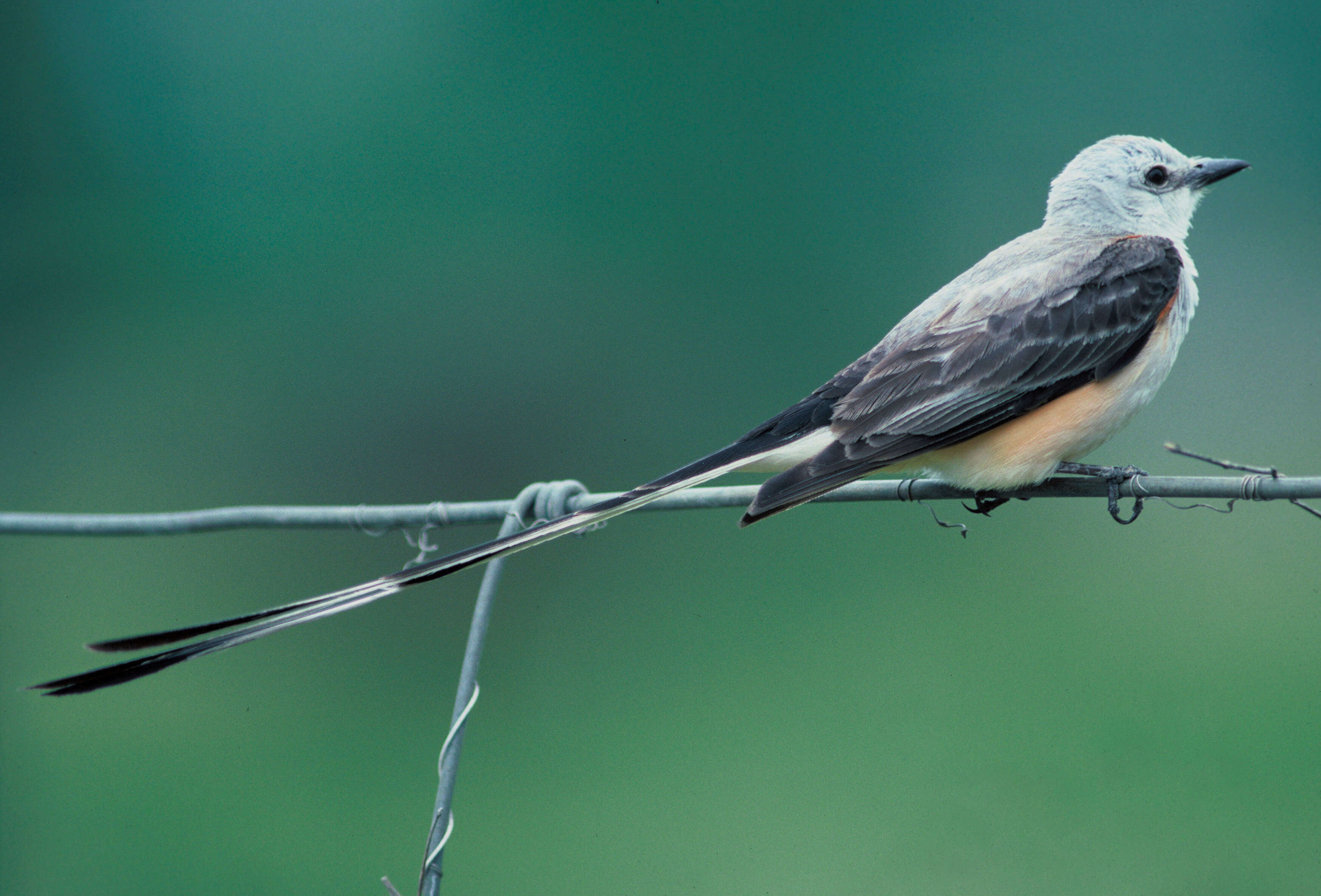 Image of Scissor-tailed Flycatcher