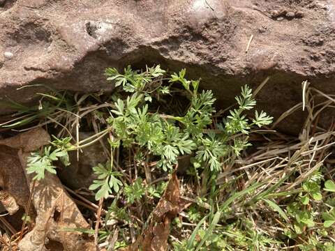 Image of Butler's sandparsley