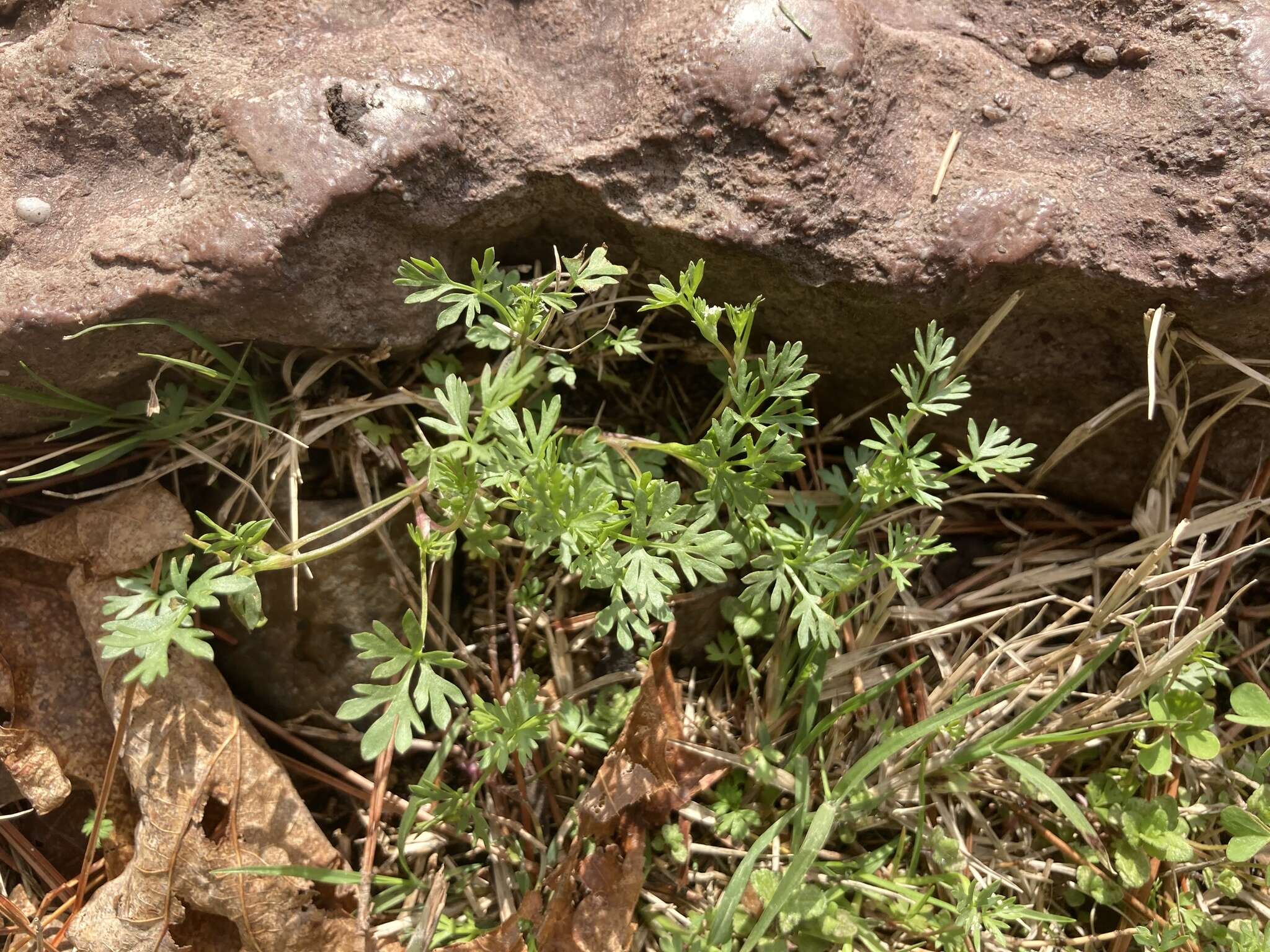 Image of Butler's sandparsley