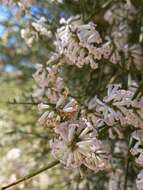 Image of Dipyrena juncea (Gillies & Hook.) Ravenna