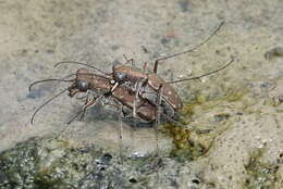 Image of Myriochila (Myriochila) melancholica (Fabricius 1798)