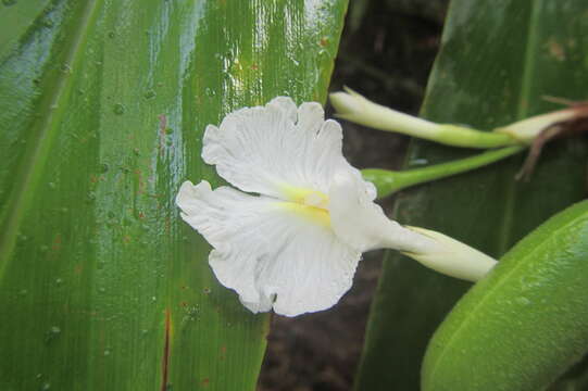 Image of Pleated ginger