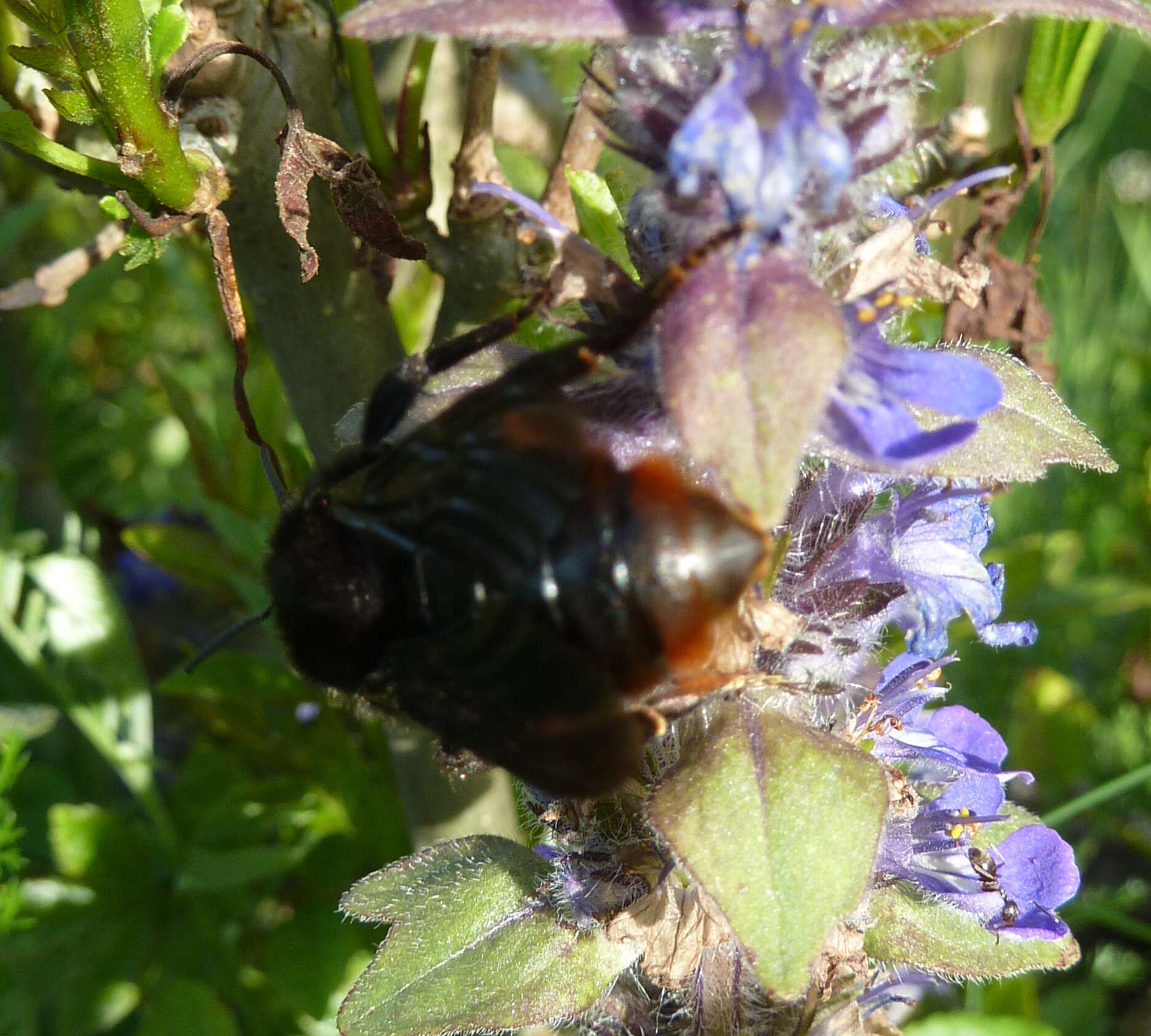 Image of Bombus rupestris (Fabricius 1793)