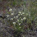 Plancia ëd Sandbergia whitedii (Piper) Greene