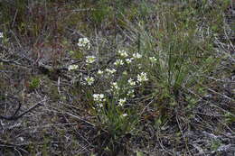 Image of Sandbergia