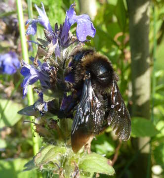 Image of Bombus rupestris (Fabricius 1793)