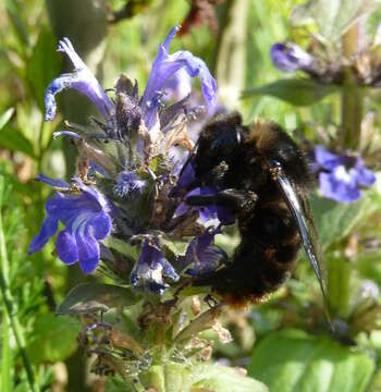 Image of Bombus rupestris (Fabricius 1793)