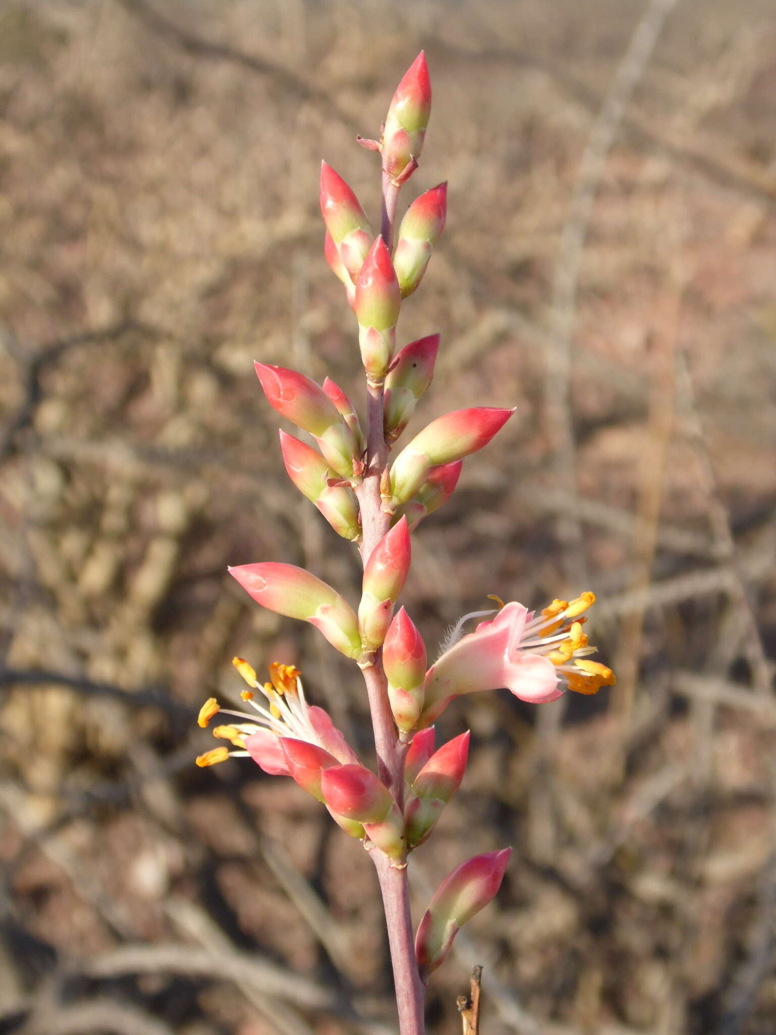 Imagem de Fouquieria burragei Rose