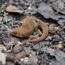 Image de Pachydactylus punctatus Peters 1854