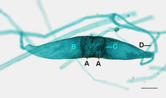 Image of Rhizopodaceae