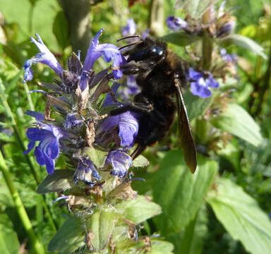 Слика од Bombus rupestris (Fabricius 1793)