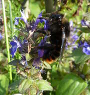 Image of Bombus rupestris (Fabricius 1793)