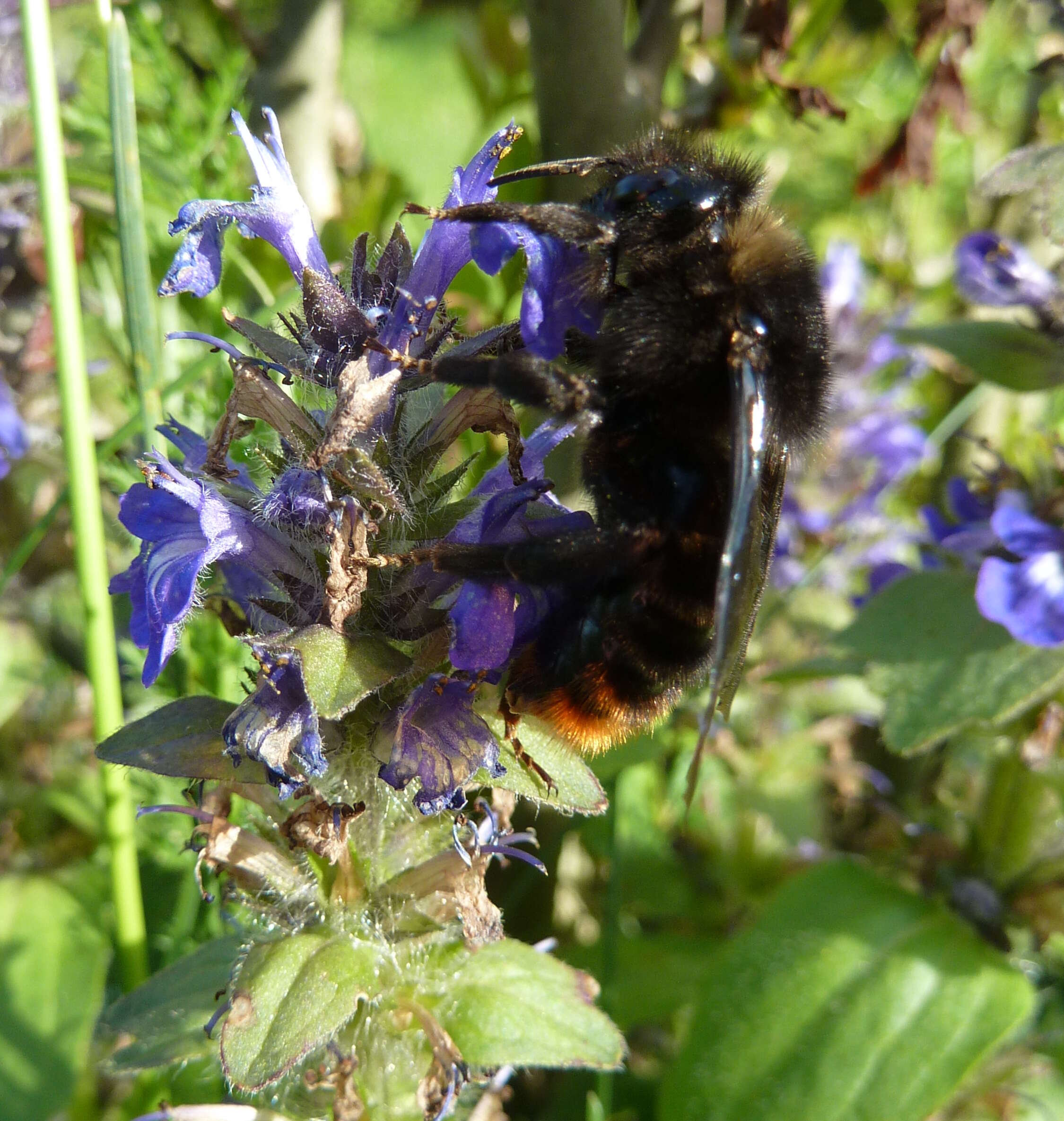 Слика од Bombus rupestris (Fabricius 1793)