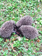 Image of Northern White-Breasted Hedgehog