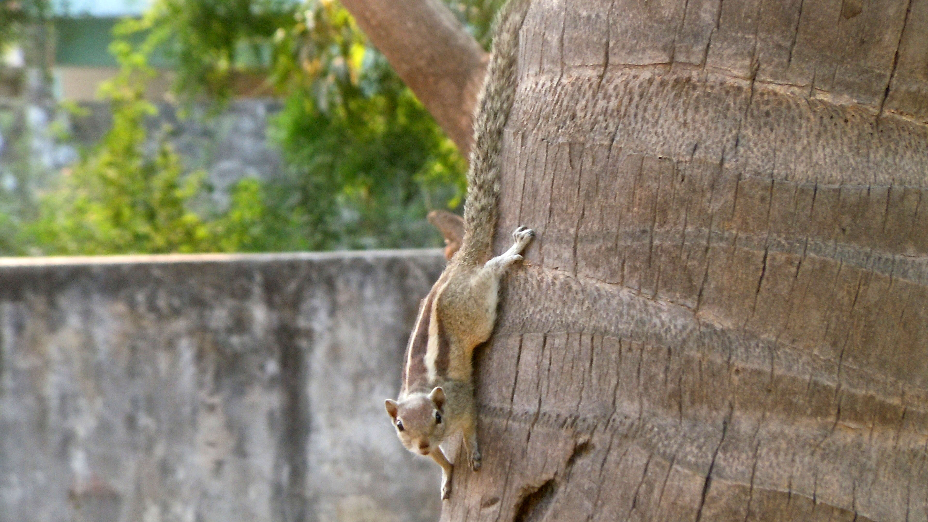 Image of Indian palm squirrel