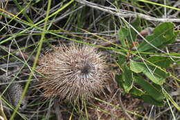 Image of Banksia oblongifolia Cav.