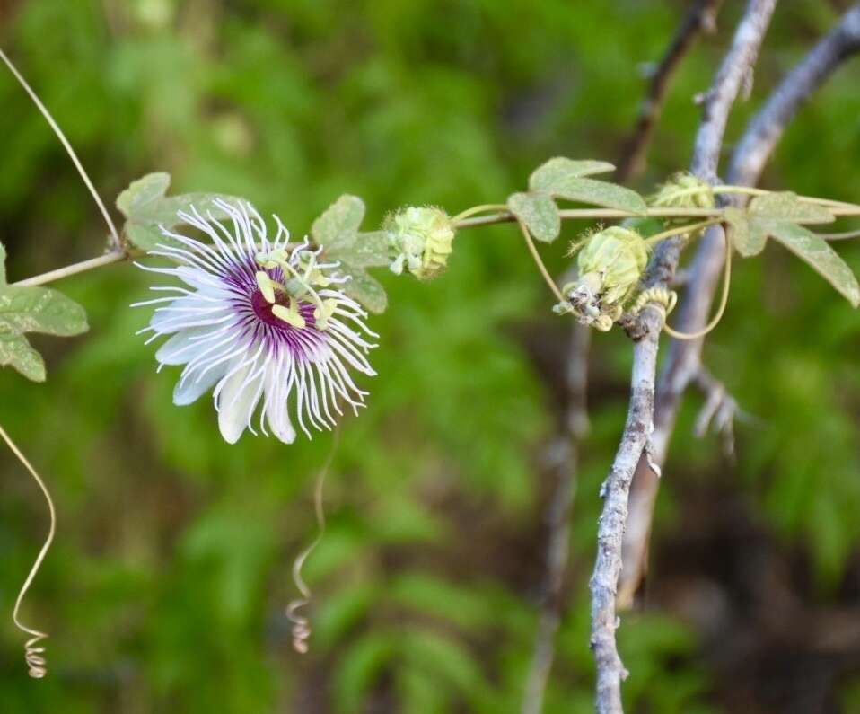 Image of Passiflora ciliata var. santiagana (Killip) Vanderpl.