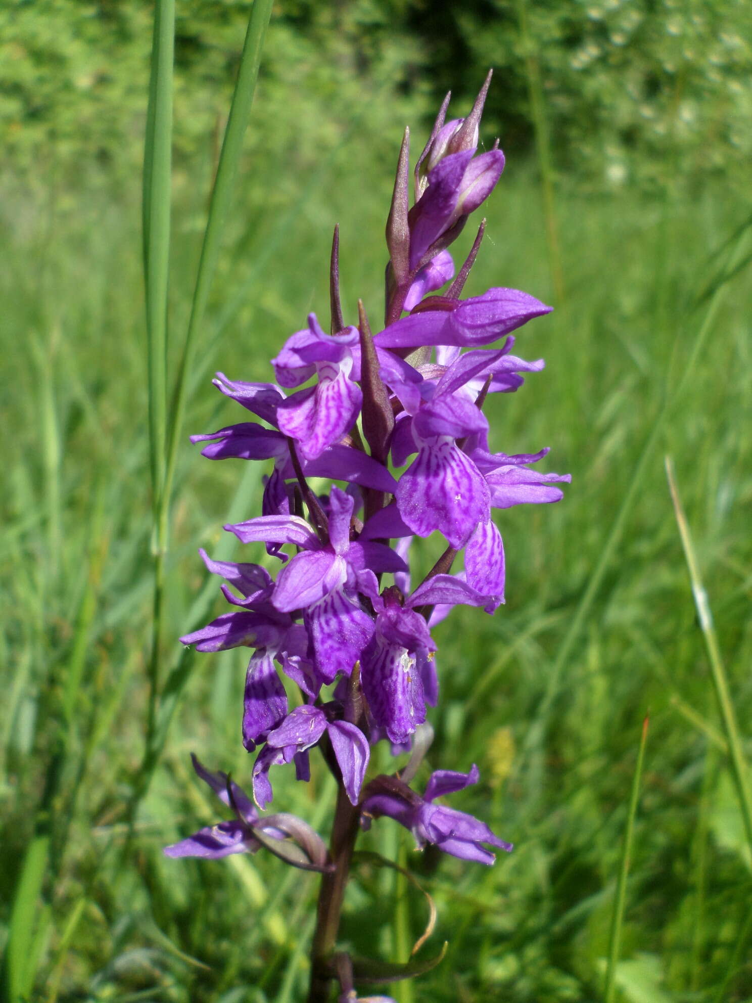 Image of Stately Dactylorhiza