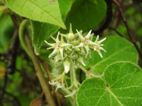 Image of Oxypetalum crispum Wight ex Hook.