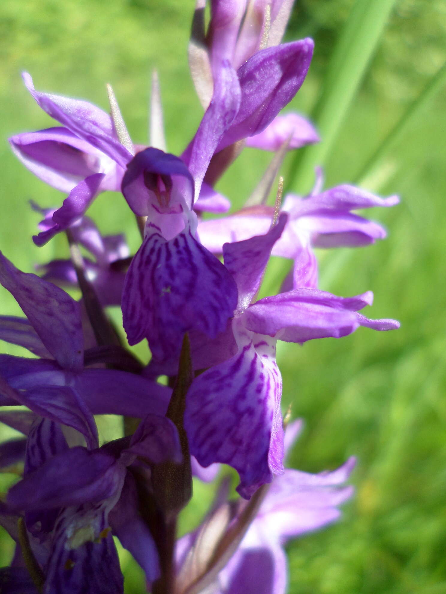 Image of Stately Dactylorhiza