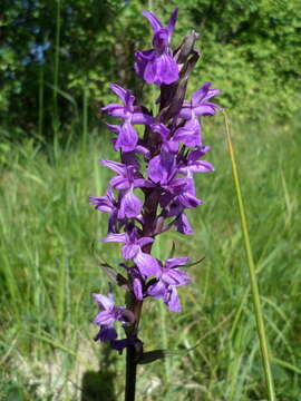 Image of Stately Dactylorhiza